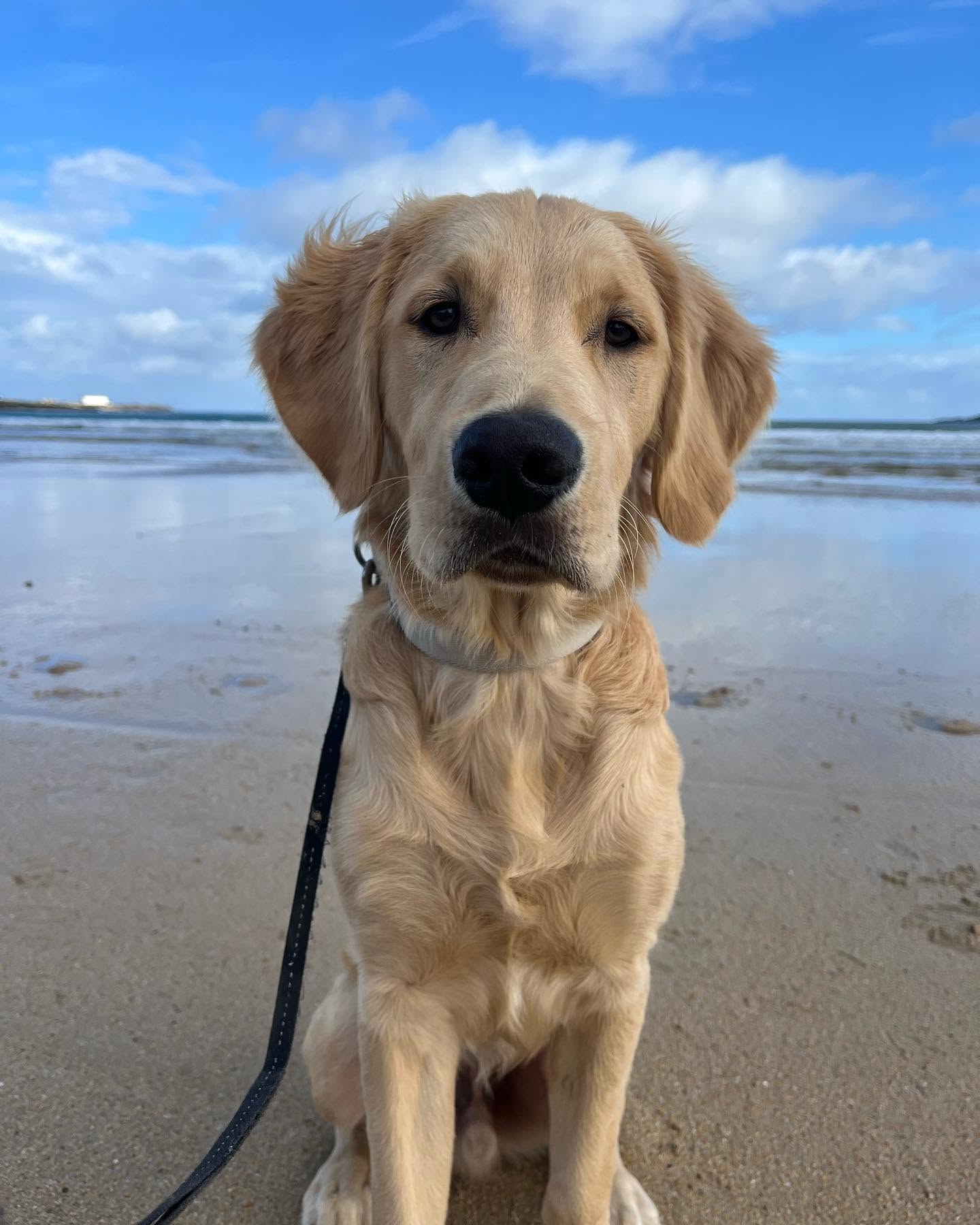 Hudson sitting on East Strand beach