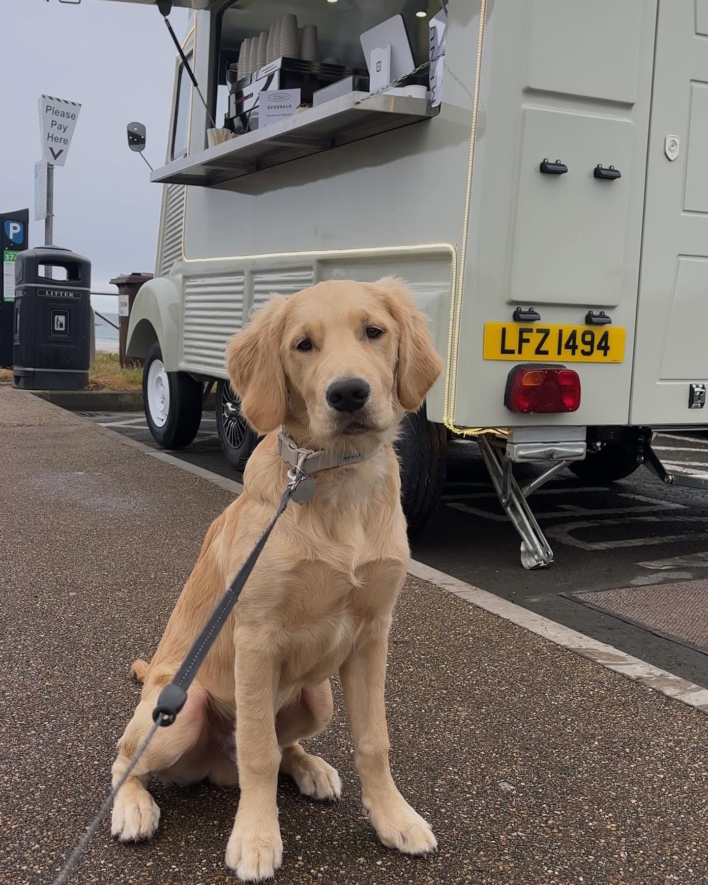 Hudson sitting beside the back of the van