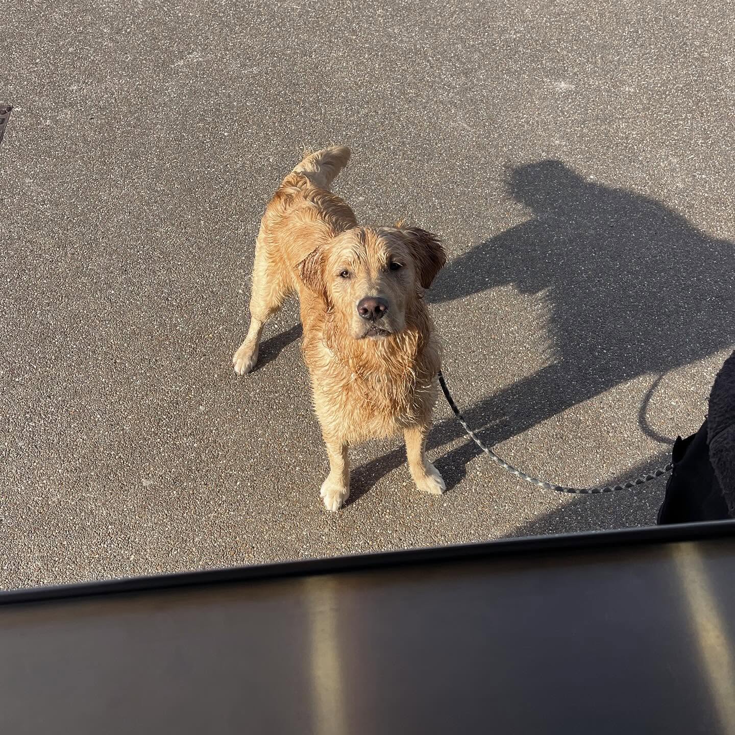 Hudson lying under the Chosen Coffee van